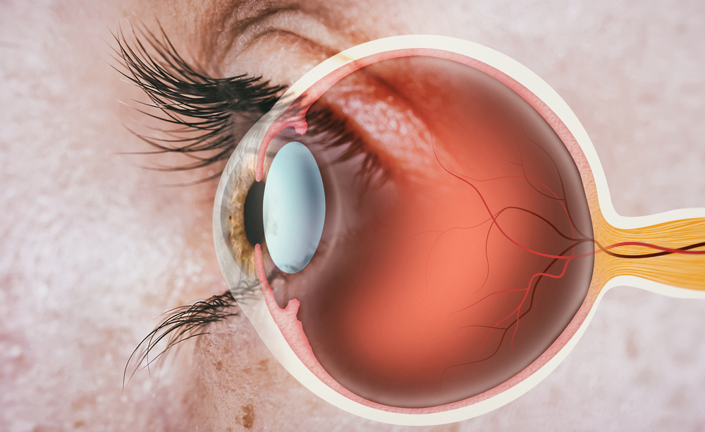 Detailed cross-section illustration of the eye demonstrating corneal and lens anatomy related to modern vision correction techniques for smile operation eye – smile operation eye